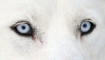 Husky Dog Eyes