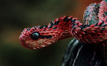 Indonesian Autumn Adder