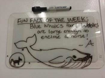 Fun Fact Of The Week