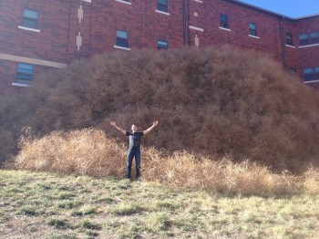 That's a really big pile of tumbleweeds