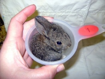 1 Cup of Bunny
