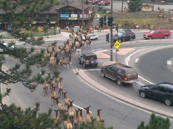Traffic Jam