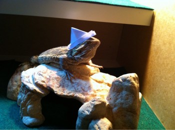 I made a hat for my lizard