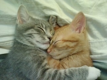 Cuddling Kitties