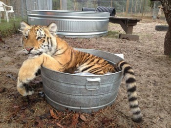 Tiger Bucket