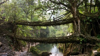 Natural Bridges of Nongriat in Meghalaya