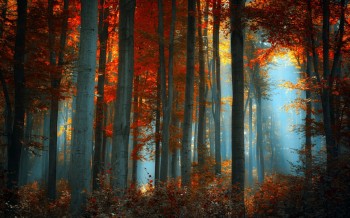 Fall Forest