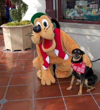 Dogs Love Pluto