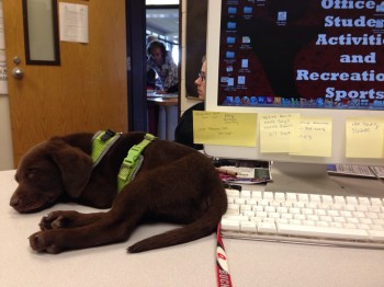 Cute Sleeping Puppy
