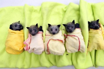 Bat Burritos