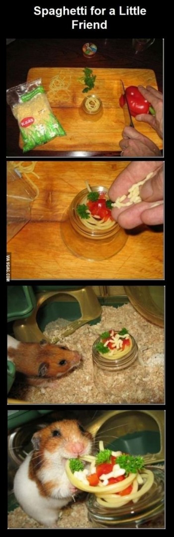Spaghetti For Hamster