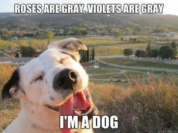 Roses Are Gray, Ciolets Are Gray
