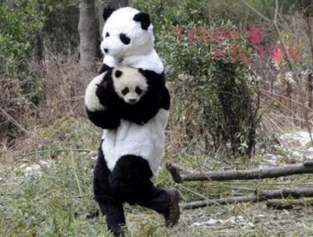 "Panda" Carrying a Panda