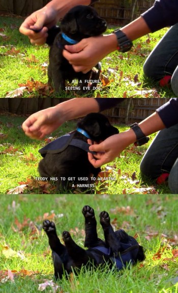 Seeing Eye Dog Training