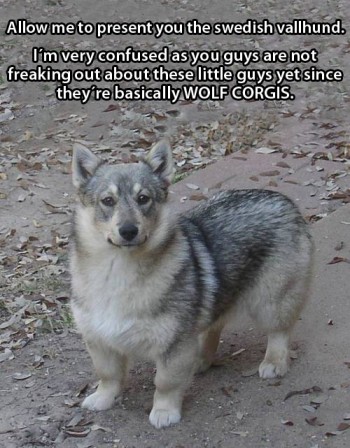 Wolf Corgi