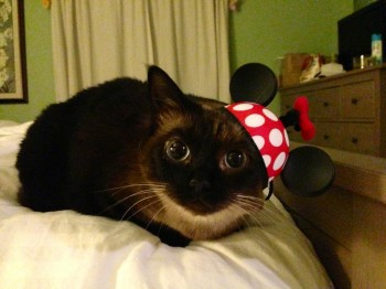 Disney Cat