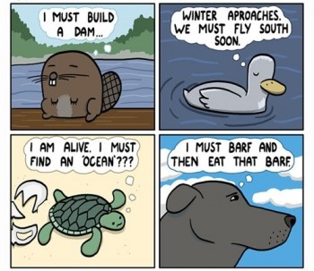 Animal Logic