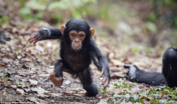 First Steps