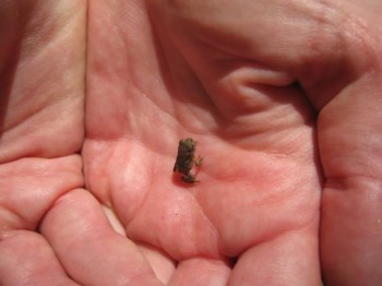 Baby Peeper Frog