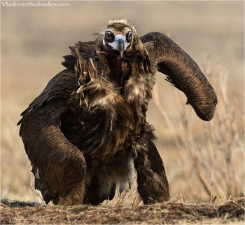 Bird Man