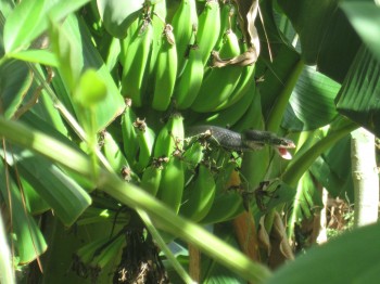My Bananas!