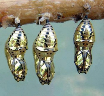 Chrysalis of the Metallic Mechanitis