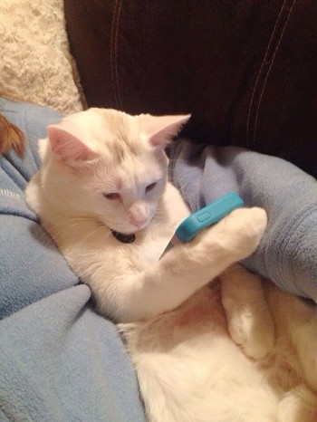 Kitty Texting