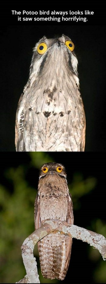 Potoo Bird