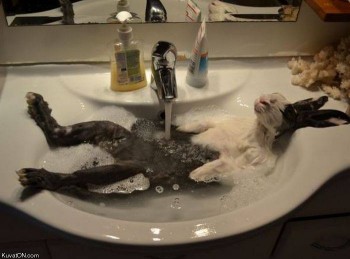 Rabbit Bath