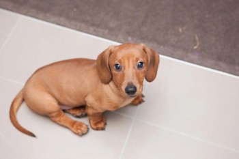 Mini Sausage Dog