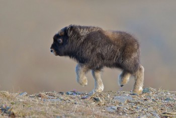 Baby Musk Ox