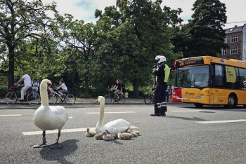 Swans in Copenhagen, Denmark