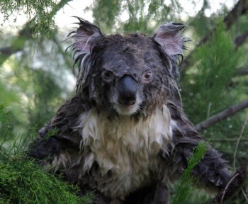 Drenched Koala