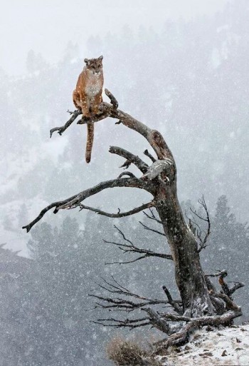 Bobcat In A Tree
