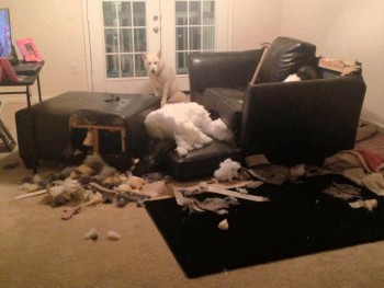 Never Leave A Timber Wolf Unattended