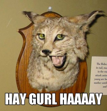 Haaaaay