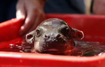 Baby Hippo Taking a Bath