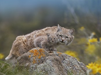Bobcat and Its Bobkitten