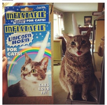 Unicorn Horn For Cats!