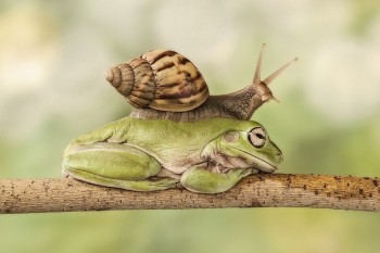 Double Decker