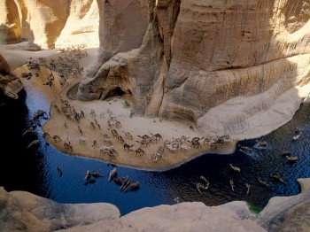 Camels Having a Drink