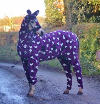 Just a horse in pajamas.