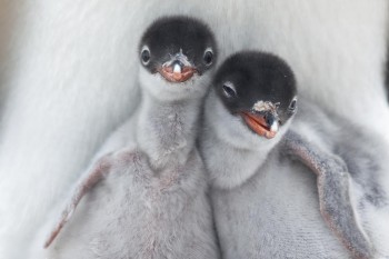 Gentoo Penguin Chicks