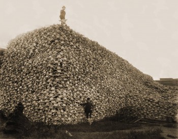 Massive Pile of American Bison Skulls
