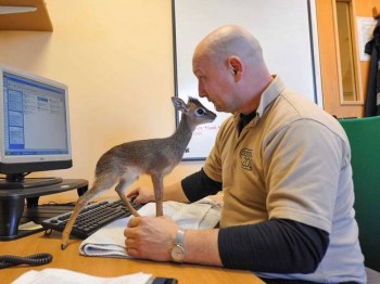 Baby Antelope