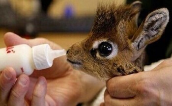 Baby Dik-Dik