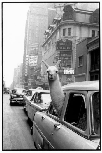 Llama in Times Square