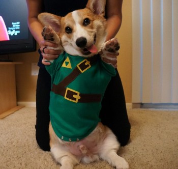 Corgi Dressed Up Like Link