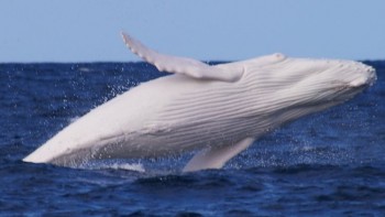 Albino Humpback Whale