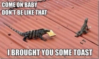 Lizard Relationship Problems
